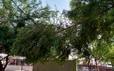 En la escuela primaria Teniente Andrés Arreol, un árbol cayó en los cables de luz