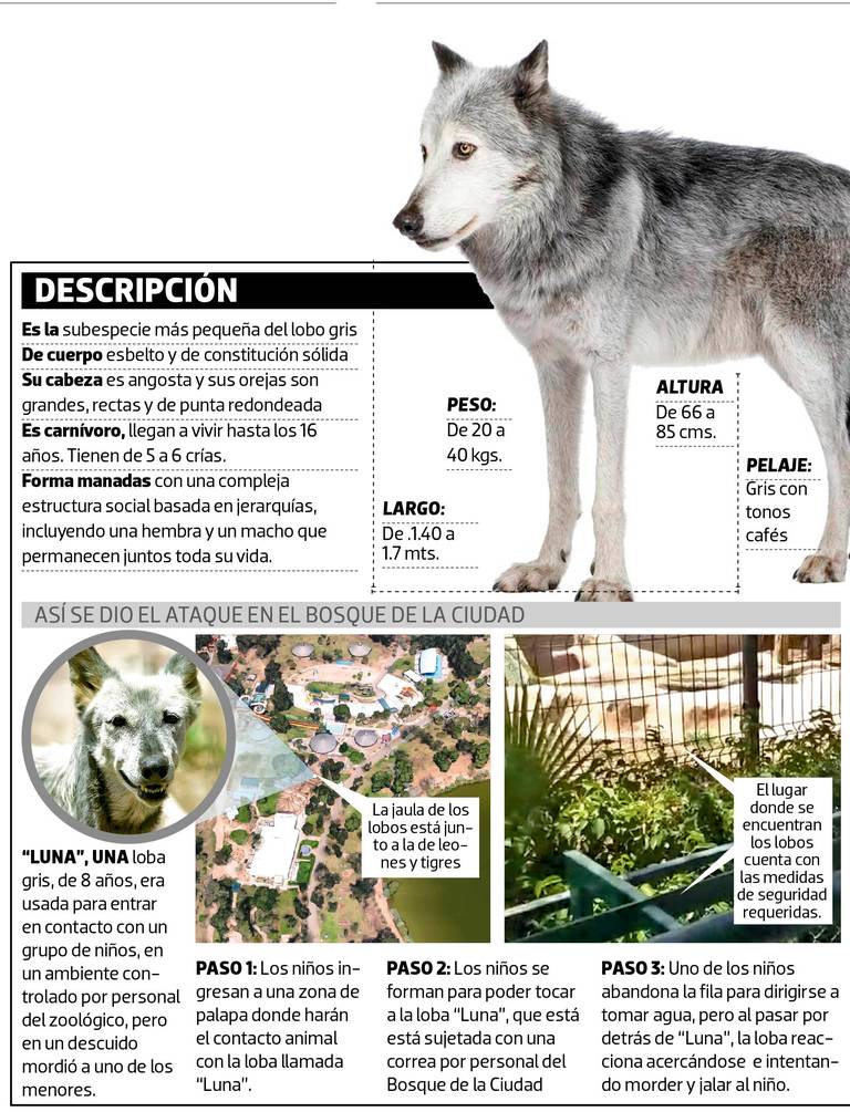 Para descartar riesgos, loba del zoológico de Mexicali es observada - La  Voz de la Frontera | Noticias Locales, Policiacas, sobre México, Mexicali,  Baja California y el Mundo