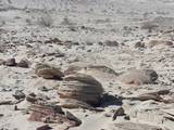 Piedras de forma inusual encontradas en la zona de Macahui en Mexicali BC