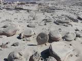 Piedras de forma inusual encontradas en la zona de Macahui en Mexicali BC